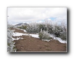 2005-06-18 Relay Peak (13) Snow the previous night cause icy formation on bushes